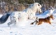 лошадь, снег, природа, зима, собака, конь, бег, бордер-колли, cобака