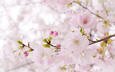 дерево, весна, розовый, сакура, нежность
