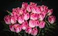 бутоны, букет, розовый, тюльпаны