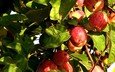 листья, лето, фрукты, яблоки, плоды