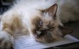 мордочка, кошка, взгляд, голубые глаза, священная бирма, бирманская кошка