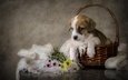 цветы, собака, щенок