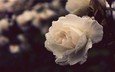 природа, цветок, роза, белая