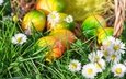 трава, весна, пасха, яйца,  цветы, глазунья, декорация, весенние, зеленые пасхальные, довольная