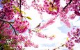 небо, цветы, природа, цветение, лепестки, птица, весна, сакура