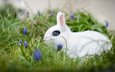 цветы, трава, белый, кролик, боке, белый кролик