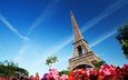цветы, париж, архитектура, здание, франция, эйфелева башня, франци, эйфелева башня