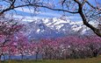деревья, горы, снег, цветение, италия, весна, ломбардия, вальмадрера