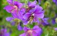 цветы, природа, насекомое, пчела, robin hamann