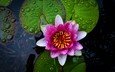 цветы, вода, природа, цветок, лилия, кувшинка, нимфея, водяная лилия