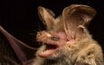 австралия, летучая мышь, гладконос гульда, вид гладконосых летучих мышей