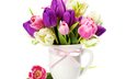 весна, букет, тюльпаны, розовые, фиолетовые, тульпаны
