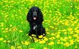цветы, поле, собака, одуванчики, спаниель, кокер-спаниель, черная собака