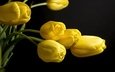 цветы, черный фон, тюльпаны, жёлтая, желтые, цветком, ницца