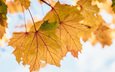 листья, осень, клен, кленовый лист, желтые, осенние листья