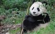 панда, малыш, милый