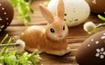 ветки, доски, кролик, пасха, яйца, праздник, верба, фигурка, крашенки, зеленые пасхальные