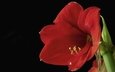 макро, цветок, красный, черный фон, гиппеаструм