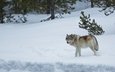 снег, лес, зима, хищник, волк