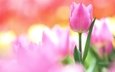 цветок, лепестки, бутон, розовый, нежность, тюльпан