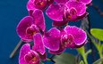 капли, лиловый, орхидеи