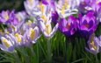 цветы, макро, фиолетовый, весна, сиреневый, крокусы