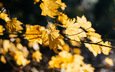 природа, листья, ветки, осень, кленовый лист, желтые, боке