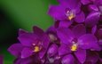 макро, лепестки, лиловый, орхидея