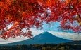 гора, осень, япония, клен, фудзияма