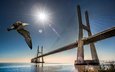 мост, чайка, птица, португалия, лиссабон