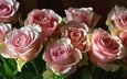 цветы, бутоны, розы, лепестки, розовый