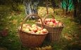 фрукты, яблоки, осень, сад, урожай, плоды, корзины