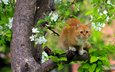 дерево, цветение, кот, кошка, рыжая, весна