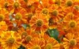 цветы, макро, оранжевые, гелениум