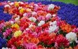 цветы, парк, тюльпаны, гиацинты