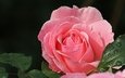 макро, роза, лепестки, красавица, розовый