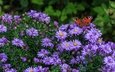 цветы, насекомое, бабочка, сиреневые, татарская астра