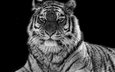 тигр, глаза, хищник, чёрно-белый