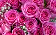 бутоны, розы, букет, розовый, гипсофила