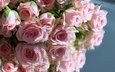 отражение, розы, розовые
