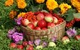 цветы, яблоки, корзина, урожай, рябина, бархатцы, космея, калина, флоксы