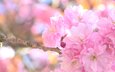 цветы, природа, цветение, весна, розовый, вишня, сакура