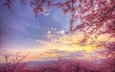 небо, цветение, весна, розовый, сакура