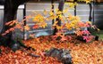 дерево, листья, ветки, листва, осень, японии, осен