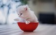 котенок, малыш, миска, белый котёнок, персидская кошка
