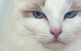 мордочка, кошка, взгляд, голубые глаза, рэгдолл