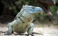 поза, ящерица, рептилия, игуана, пресмыкающееся, blue iguana