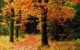 деревья, лес, осень, тропинка, листопад, осен