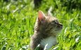 трава, зелень, кот, кошка, весна, весенние