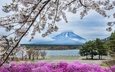 цветы, гора, япония, весна, сакура, фудзияма